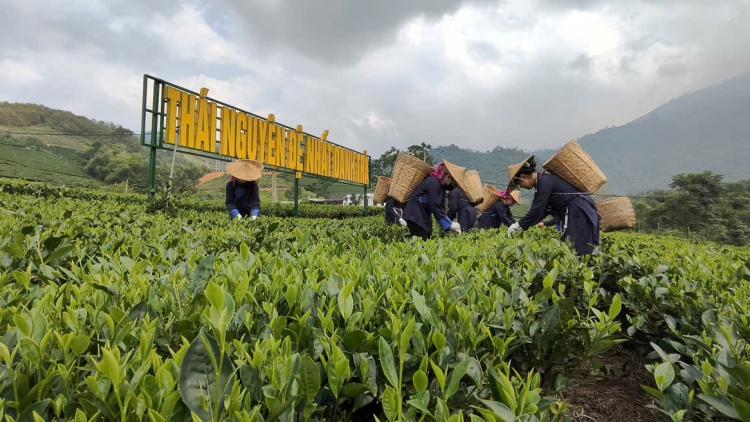 Festival Trà Quốc tế 2026: Khẳng định vị thế “Đệ nhất danh trà” Thái Nguyên