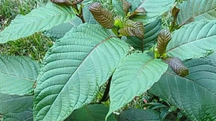 Cảnh báo nguy cơ lá Kratom thẩm lậu từ Lào vào Việt Nam qua tuyến biên giới