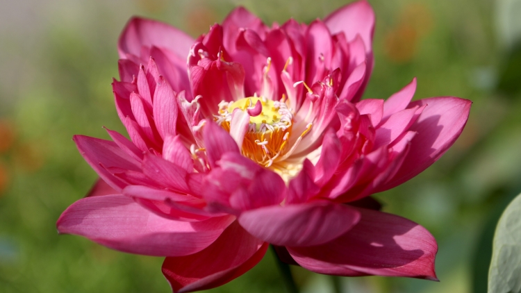 CHƯƠNG TRÌNH KHAY HENG TÀY-NÙNG (Thứ Ba, vằn 16/6/2026)