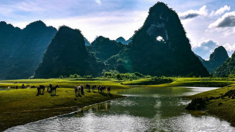 THEO BÁC TRỒNG CÂY