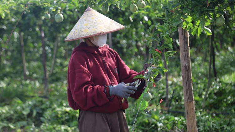 Plâi krui kơxái po troăng mơnhông cheăng kâ a thôn pơlê dêi Quảng Ngãi