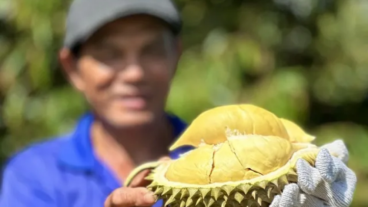 PEIH “JALAN HIJAO” KA DURIAN TAY NGUYEN