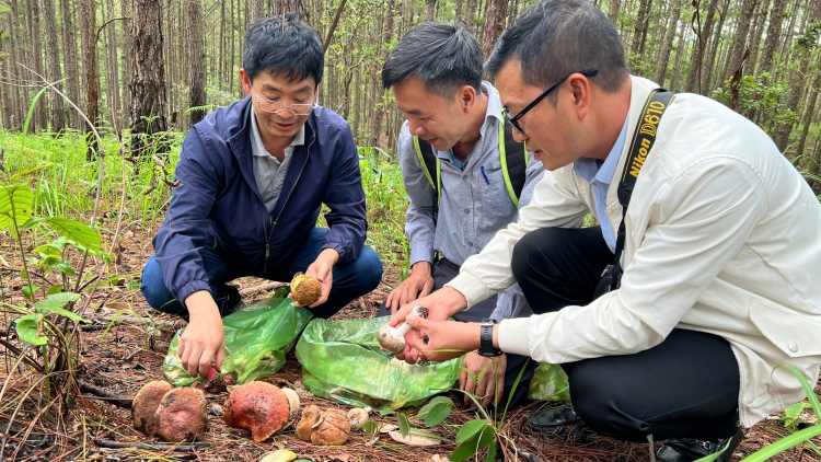 Một người tử vong, ba người nhập viện cấp cứu sau khi ăn nấm rừng