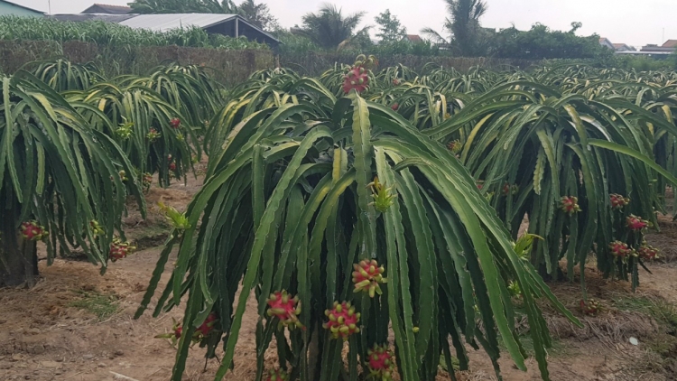 Tháo gỡ "điểm nghẽn" để trái cây chinh phục thị trường ngoại
