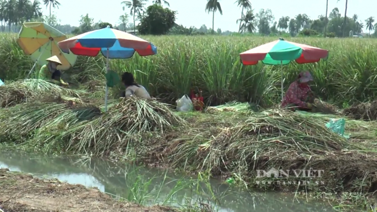 PHUN PLANG DAONG URANG BHUM NJOM IA MBAK DI DONG THAP SALIH RAIDIUK