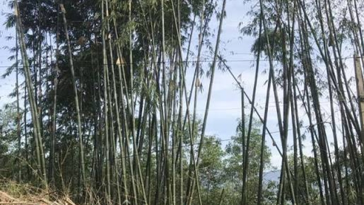 Hãy giữ đất rừng