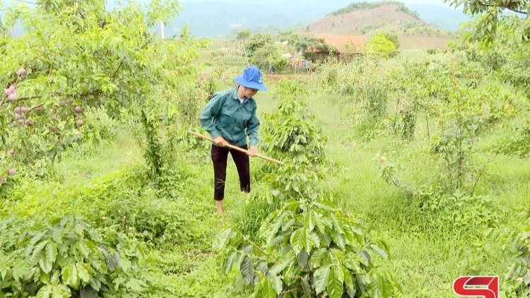 SƠN LA: XẠ CHIỀNG SUNG HẾT NÈM BẠI TÀNG LỎ CỦA ĐẢNG