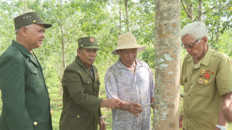 HU KARJA DAONG, MIKVA K’HO BHUM CEIK GLAONG LA DẠ TRUH TAPA KAN KANDAH UAK DREI TAGOK