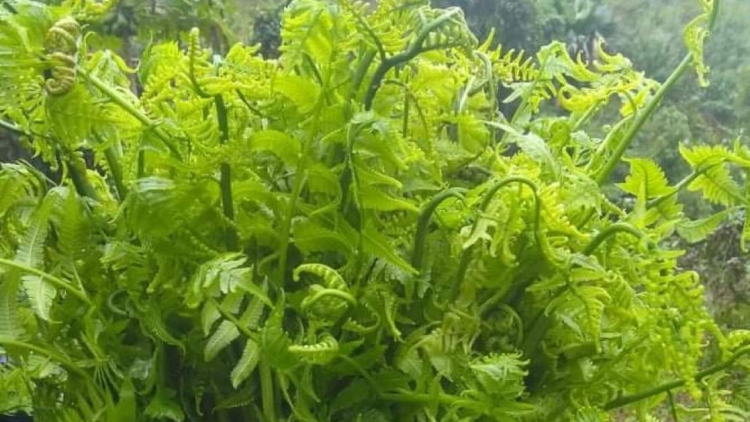 Rủ nhau đi hái rau rừng