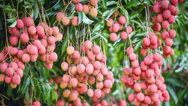 PANG CHỎI KHAI MÁC PÁI KHẢM TU ÁI ĐẢY KHOÁI