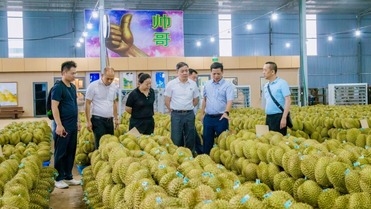 Khơi thông “luồng xanh” cho sầu riêng Tây Nguyên