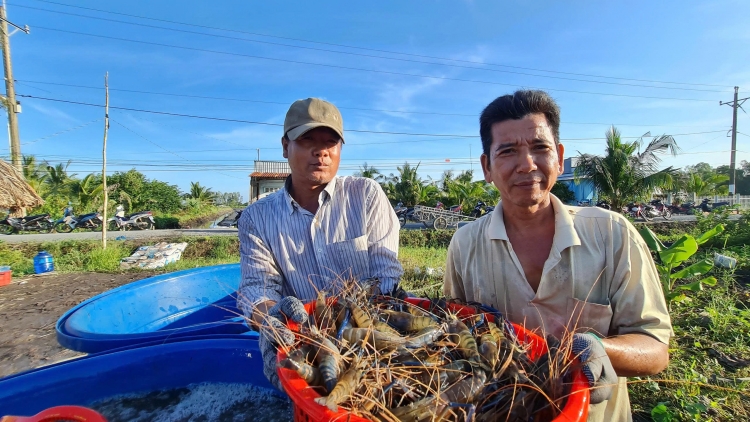 កសិករនៅលឿងតឹម បង្កើនប្រាក់ចំណូលពីទម្រង់ស្រូវ និងបង្គាបង្កង