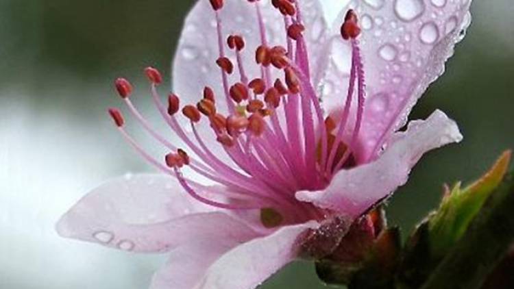 PHÚ THỌ XA LAI TÀNG PANG HƯA PỈ NOỌNG DÚ BÚNG SLUNG HẾT KIN