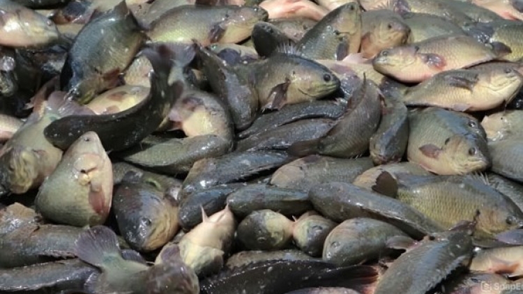PATO ILAMO RAONG IKAN KUAK MEK RALO