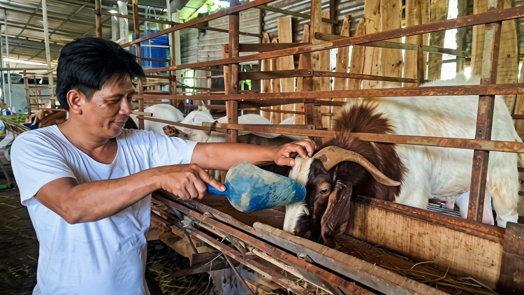 ចិញ្ចឹមពពែ - ទិសដៅផ្លាស់ប្តូរដ៏មានប្រសិទ្ធភាព បង្កើនប្រាក់ចំណូលសម្រាប់កសិករខេត្តវិញឡុង