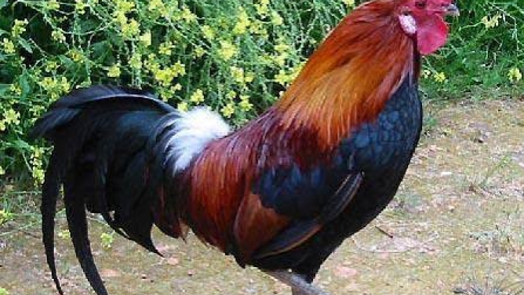 សមត្ថភាពរបស់មាន់គក