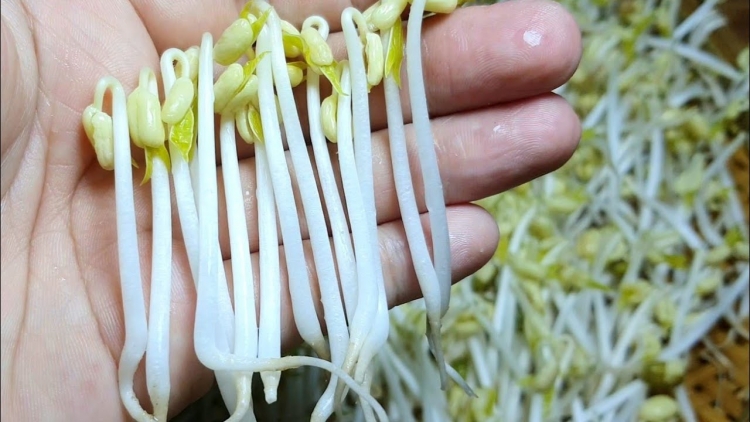 THÚA NGẢT PỀN HẾT DA CÒ CHẾP
