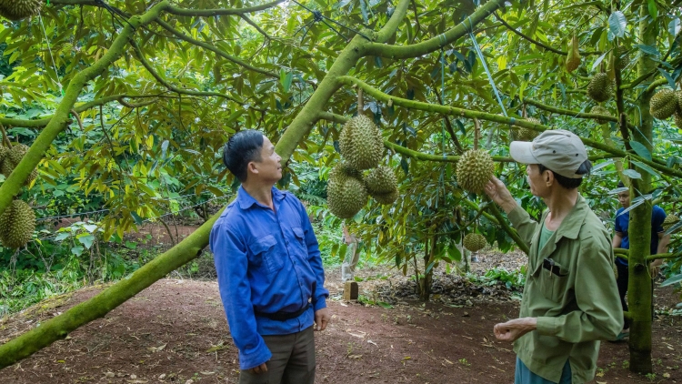Lơh kràñ ătbồ, drà sầu riêng Dăk Lăk rơhời lòt mŭt tàm bơta kơ̆ kơl jăp 