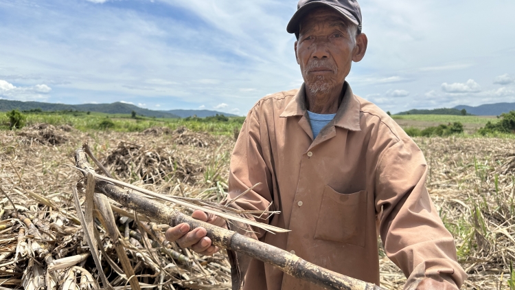 Hơdôm rơbâo hektar đang tơbâo krô krañ pơ hmua ƀơi Dak Lăk