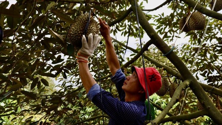 Pơkâ krá kâk hnoăng pơkuâ ngăn kơchơ tê mơdró plâi sầu riêng  Dak Lak khô khối mot tung tơdroăng ki tơniăn