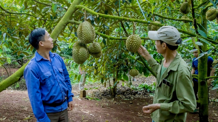 Dơ̆ lơh chờ Sầu riêng Dăk Lăk: Jờng rơ gah phan tơmàn dolar, lơh gơrề uă bơhiàn niam chài is Tây Nguyên 