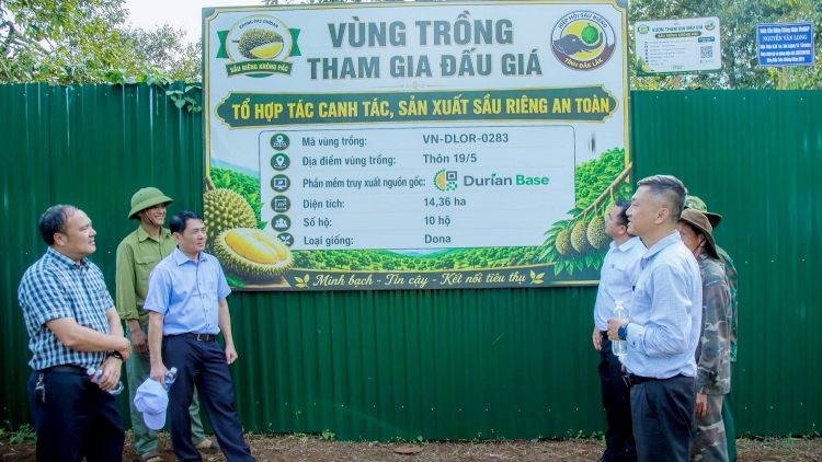 Leh tơbleăng Sầu riêng Dak Lak: Pơ-ô tơmeăm ki kơnâ châ rơtal dollars, mơhno rơdâ túa lĕm tro Tây Nguyên