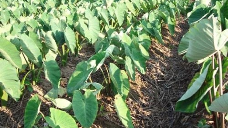 SLẮNG CẠ MỪA CHAY CHƯỚNG CO PHƯỚC