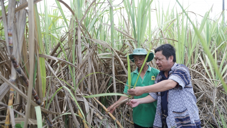 Ròt jơnau cih: Jơnau kờñ gơguh tai Tây Nguyên dê mờ bơta lòng bơta pràn cau lơh broă - Jơnau cih sơnrờp: Ờ tơl oă ngan cau lơh broă bơh anih lơh broă bơ̆t bơtàu tus suơn mìr bal mờ hìu măi 