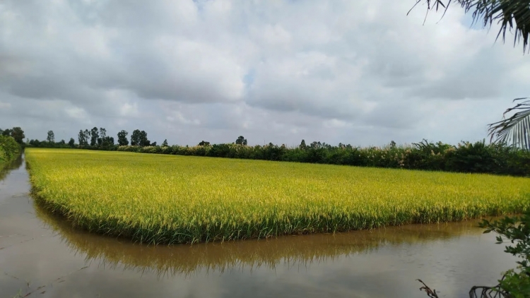 BRUK RAONG HADANG – PADAI DI CA MAU, SANG HALEI JENG MEK HU LABA
