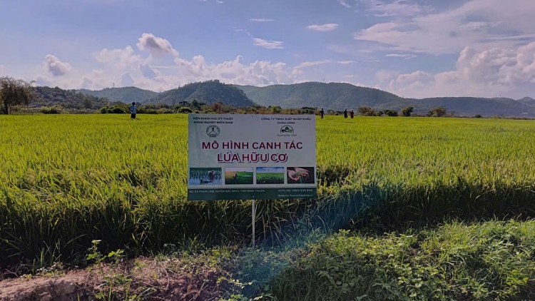 Nâng cao giá trị lúa Mẹ gắn với giữ bản sắc đồng bào vùng cao Phan Sơn