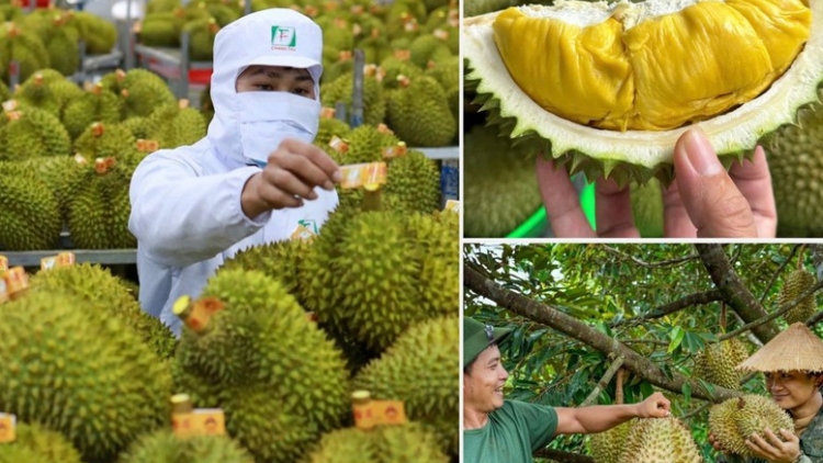 OH PEIH PRAONG TANEH PALA DURIAN, PATAOM TAME NGAK BREI BAOH PRANG SIAM, PAHE BINGI