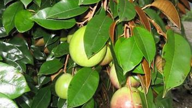 ប្រវត្តិ ដើមទឹកដោះគោ
