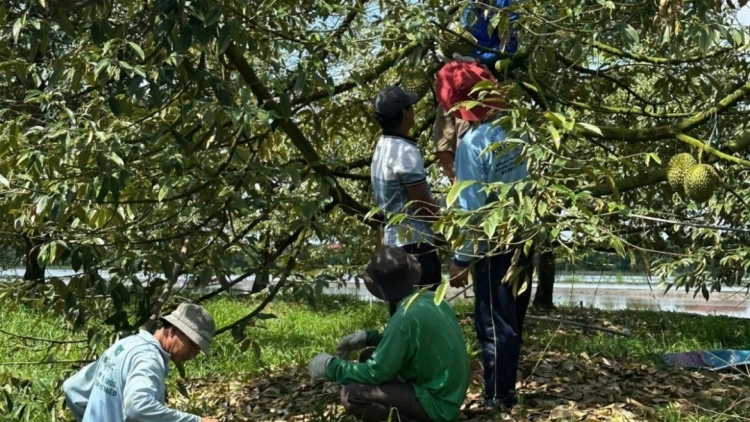 PHÓ THỦ TƯỚNG K’ĐƯƠI PA LIÊM BHRỢ TÊNG, PA MÂNG BH’NƠƠN ĐƠƠNG PA CÂL SẦU RIÊNG OOY K’TIẾC K’RUUNG LƠƠNG 