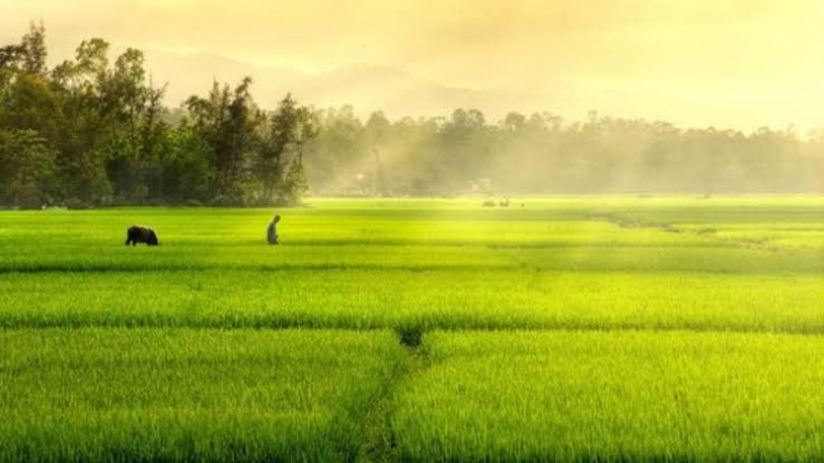 Kring kông bông lao (Ca ngợi quê hương)
