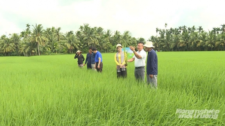 TANEH SIAM, PADAI SIAM, HATAI URANG NGAK HAMU HU PABAK HATAI JE