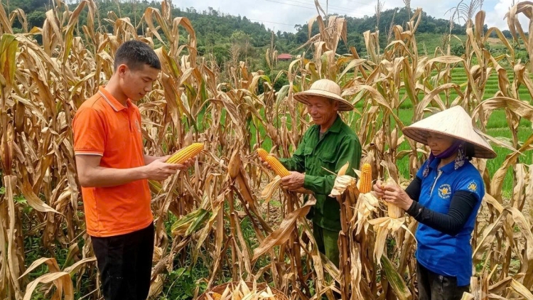 Sức trẻ ở những thôn, bản vùng cao sau sáp nhập
