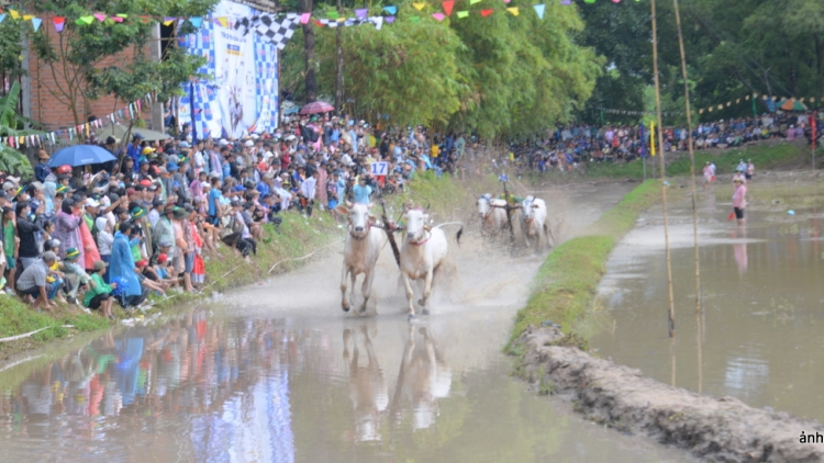 ពិធីប្រណាំងគោ - លំនាំវប្បធម៌ខ្មែរនៅតំបន់ភ្នំ៧ ខេត្តអានយ៉ាង