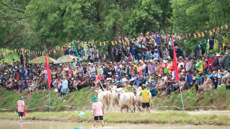 លំនាំល្អឯកនៃពិធីប្រណាំងគោនៅតំបន់ភ្នំប្រាំពីរ ខេត្តអានយ៉ាង