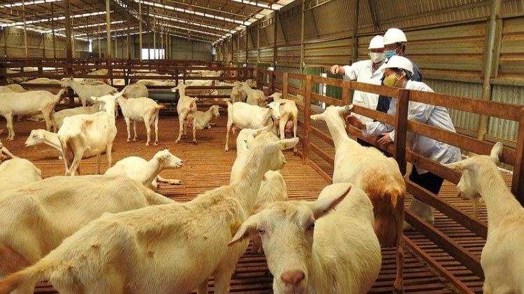 BH’RỢ BĂN BÉ PA CHÔ BH’NƠƠN DAL