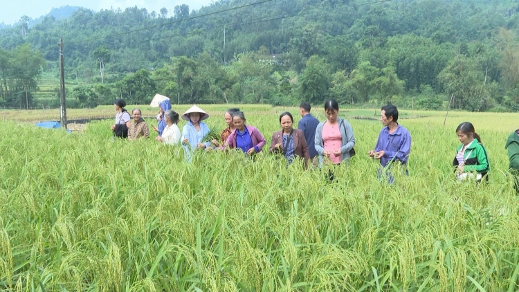 Ngon tô thứ 7 mự 26 căm bườn 9 pì 2026: Mua khảu mảu Nua Lếch nẳng Ngân Sơn.