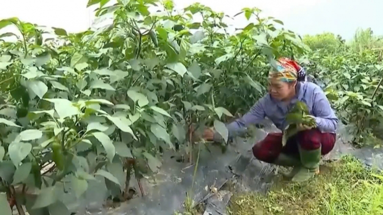 Chương trình phát thanh quam Tay thứ 3 mự 22 căm bườn 9 pì 2026