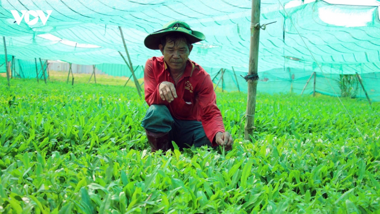NGÒ GAI – PHUN PALA BREI JIEN TAME RILO MBIAH DI CAN THO