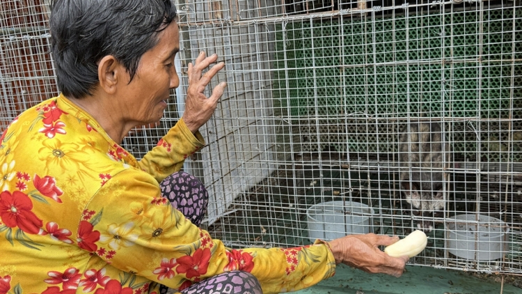 ក្រុងកឹងធើ ពង្រីកទម្រង់ចិញ្ចឹសំពោចក្រអូបបន្តពូជដើម្បីកាត់បន្ថយភាពក្រីក្រ