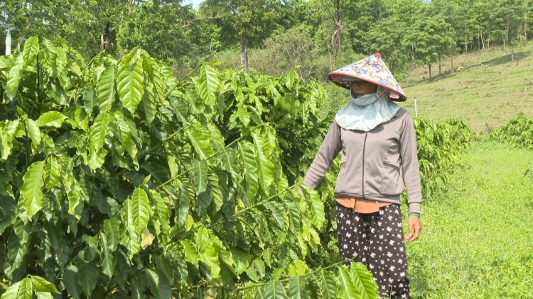Gum vâi kơdrâi Hdrông kuăn ngo Đông Giang hluăn ing kơtiê