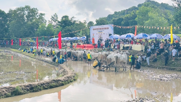 An Giang: Đặc sắc lễ hội đua bò chùa Rô của đồng bào Khmer