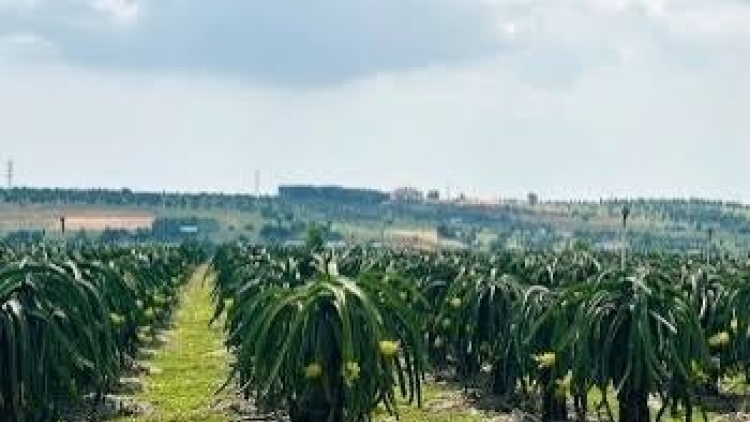 Ngon tô thứ 4 mự 23 căm bườn 9 pì 2026: Luông pùn kỹ thuật kẻ khày cò thanh long dệt chương khòng chuông hong vịa dệt khún hữu cơ.