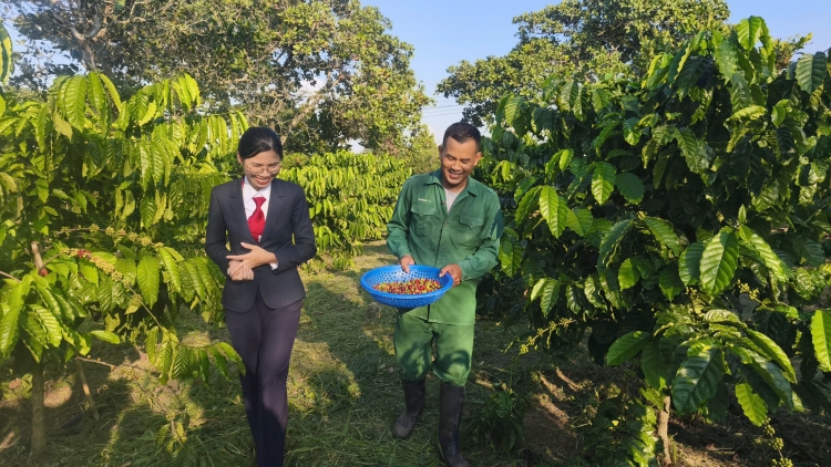 Vốn tín dụng tiếp sức nông dân Đắk Lắk tái canh cà phê