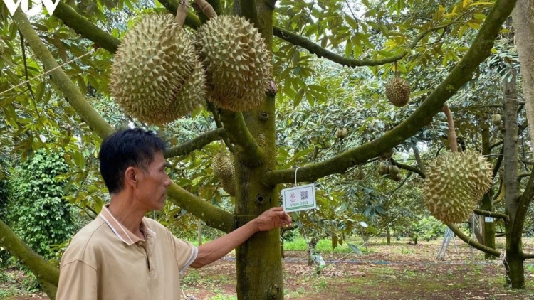 Sầu riêng ai căn cước