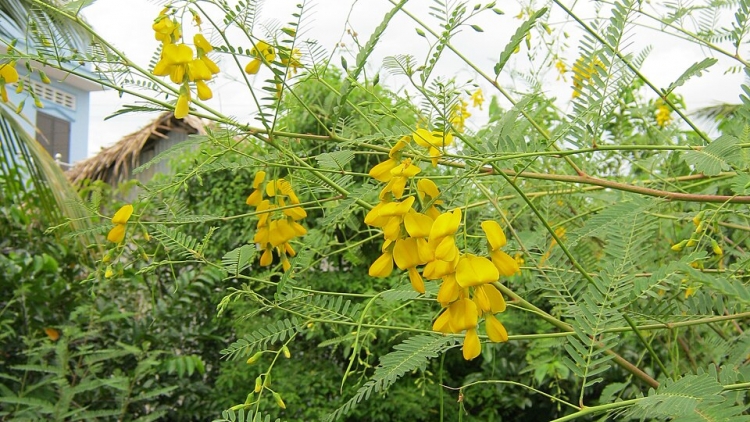 រដូវដើមស្នោចេញផ្កា