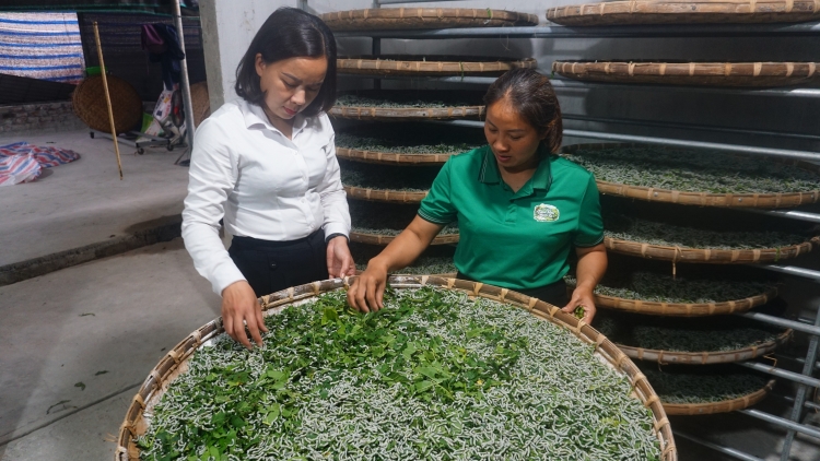 Làn miền tzấu nhản hênz ziêm pliến tẩy tzuống cành phây điáng úi cành phây Trấn Yên, Lào Cai xanhz